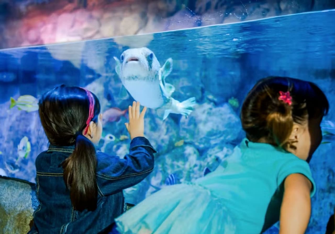 SEA LIFE New Jersey Aquarium Ticket - تصویر 7