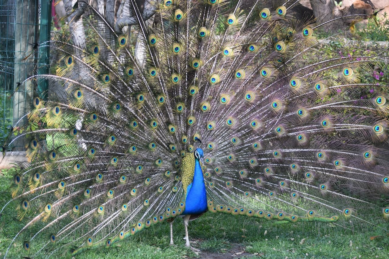 Barcelona Zoo - تصویر 7