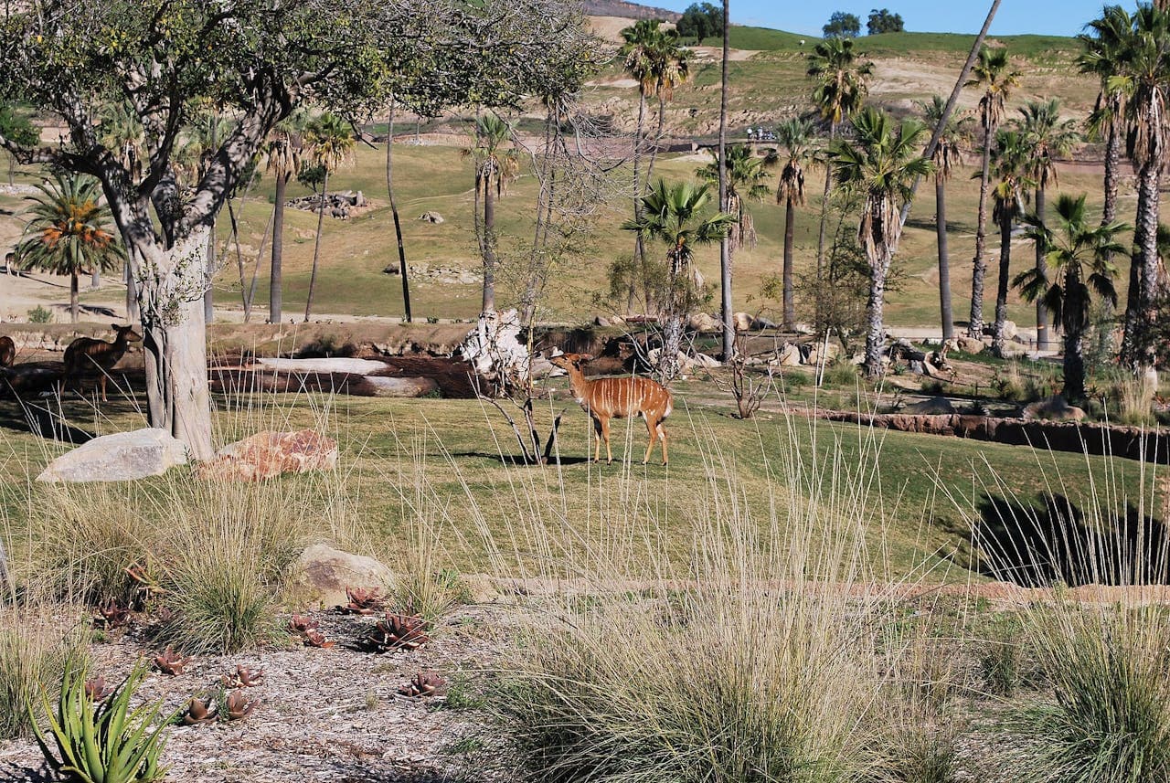 San Diego Zoo Safari Park Ticket - تصویر 4