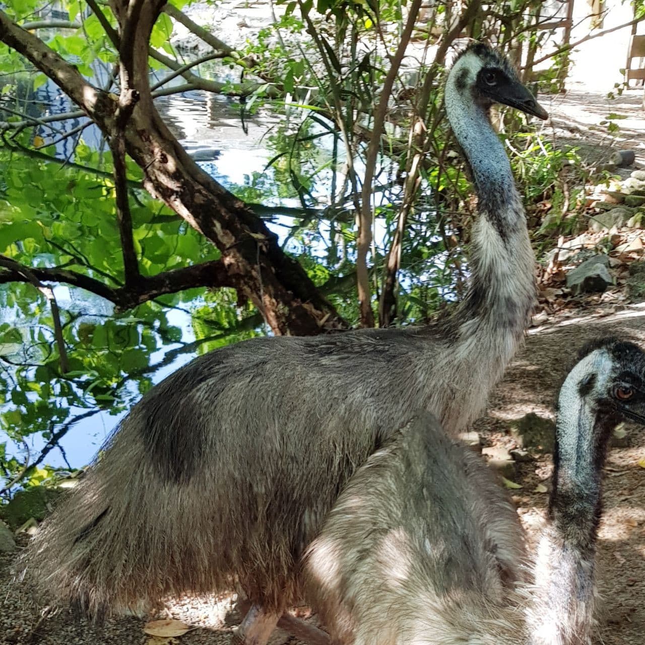 Penang Bird Park - تصویر 7