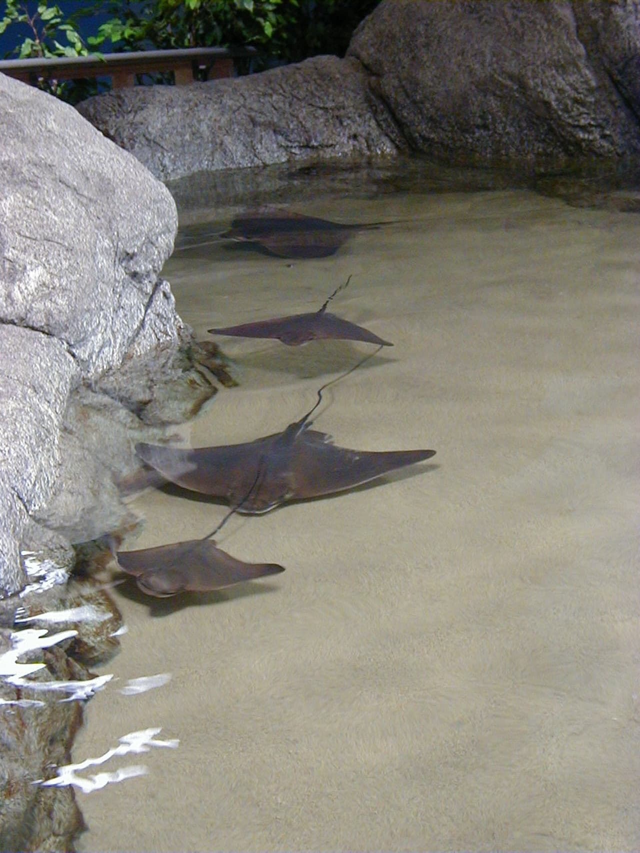 Aquarium of the Bay Ticket - تصویر 7