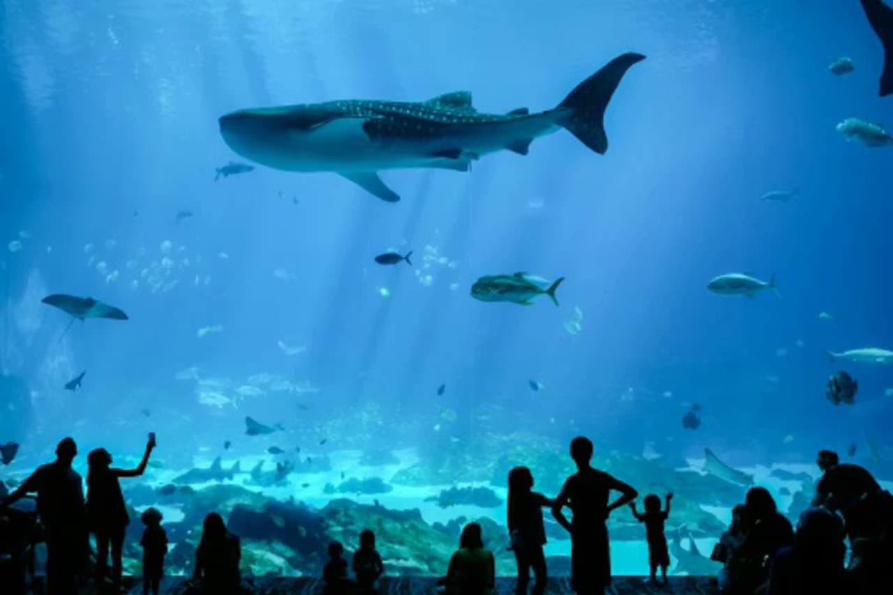 Georgia Aquarium: Fast Track Ticket - تصویر 10