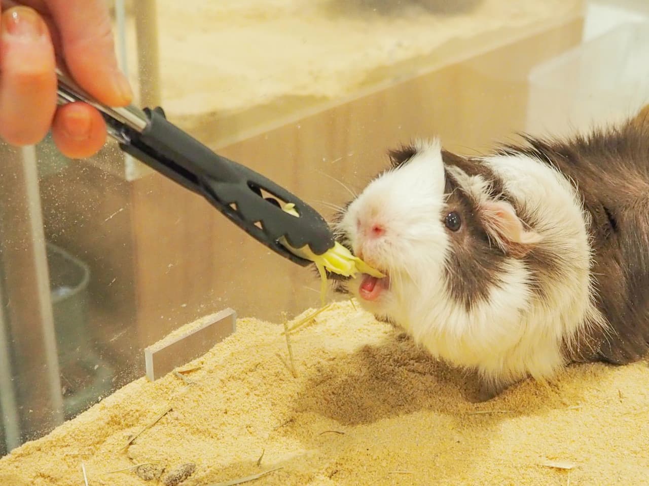 Moff Animal Cafe Lalaport Fukuoka Ticket - تصویر 4
