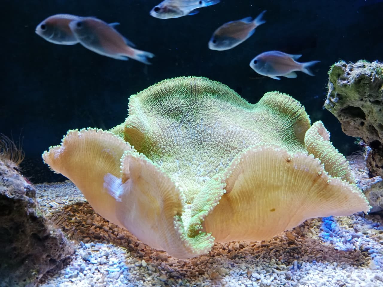 Underwater World Langkawi Ticket - تصویر 4