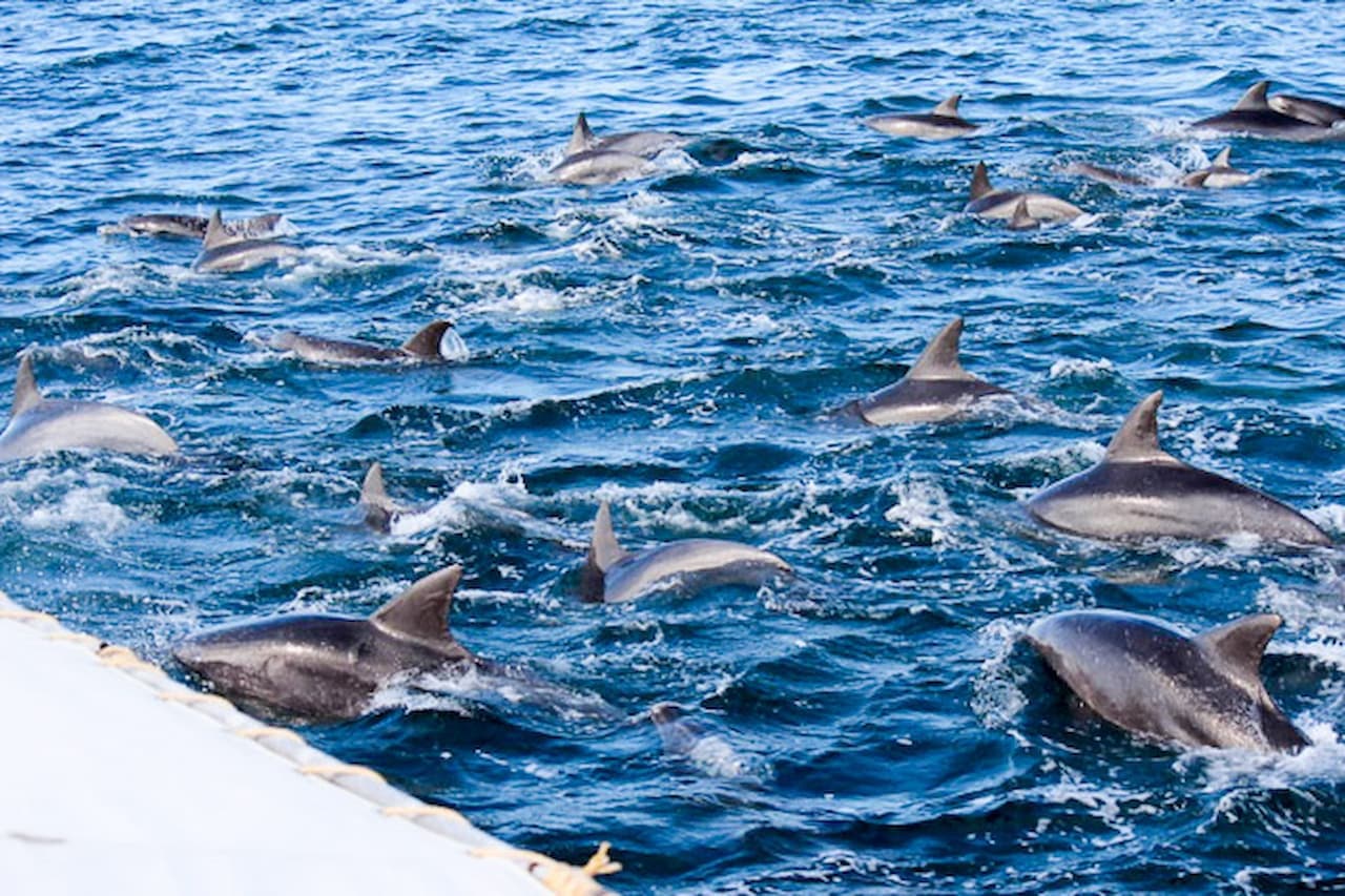 Dolphin Watching Experience in Amakusa - تصویر 2