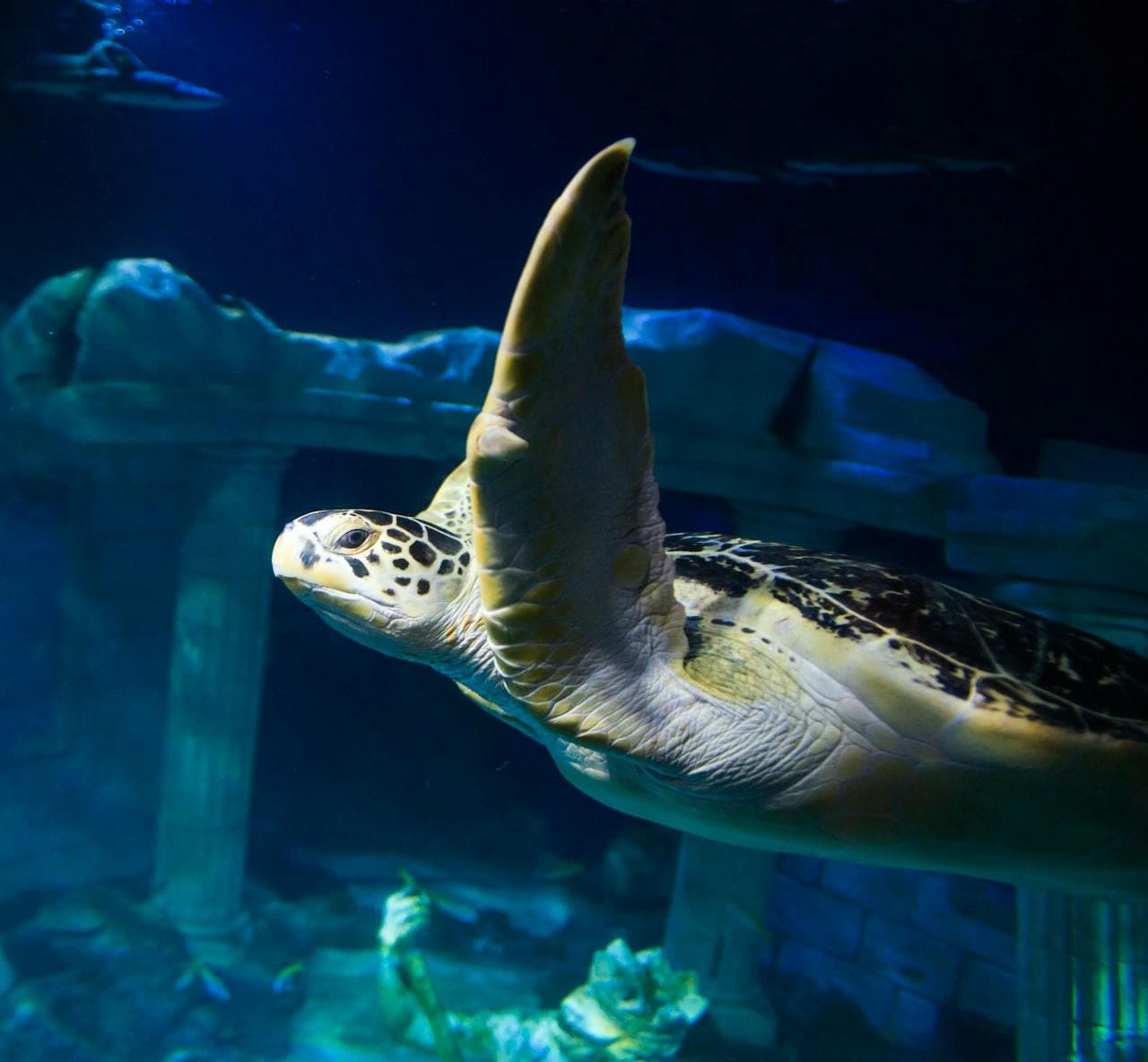 SEA LIFE Porto Ticket - تصویر اصلی