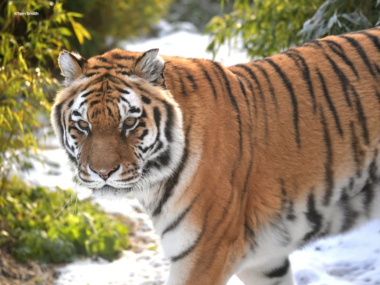 Colchester Zoo Ticket - تصویر 5