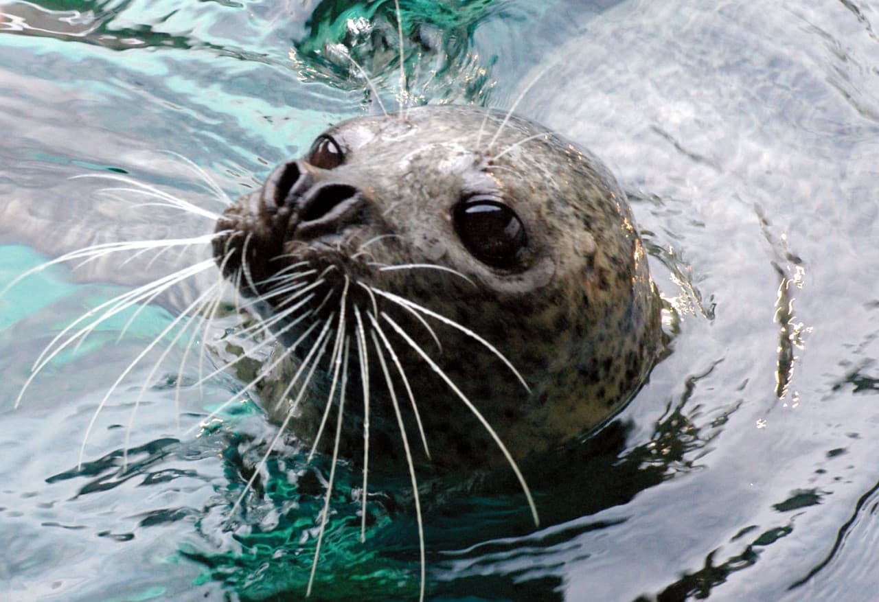 Shinagawa Aquarium Ticket - تصویر 4