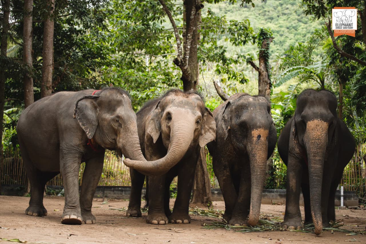 Elephant Jungle Sanctuary Koh Samui - تصویر 2