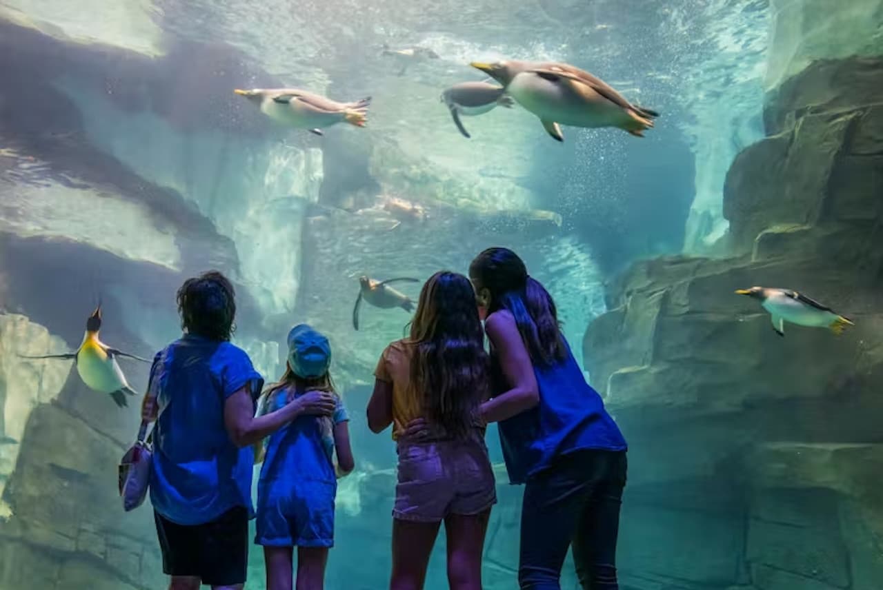 SeaWorld Orlando Ticket: Direct Entry + Optional All-Day Dining Deal + Multi-Park Discount Ticket - تصویر 16