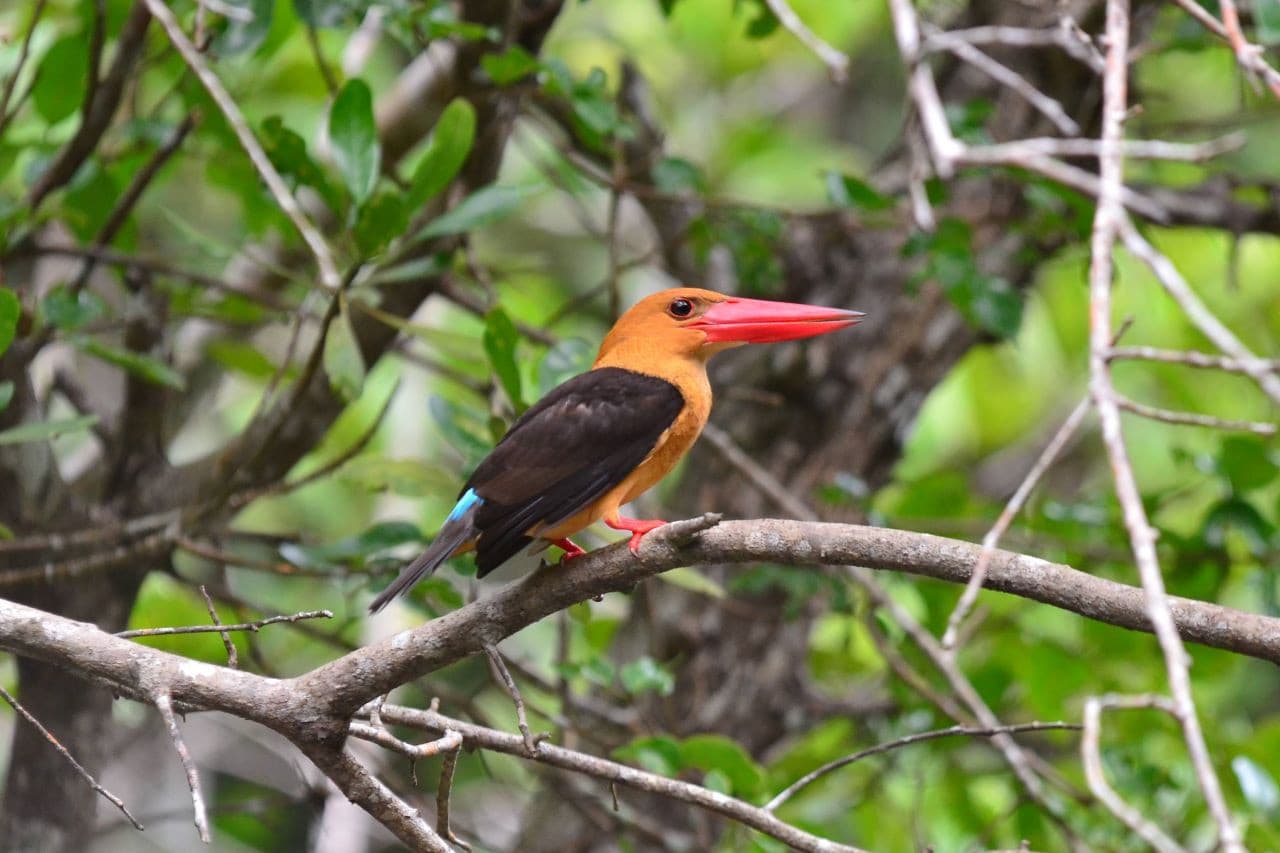 Langkawi Mangrove River Cruise and Snorkeling - تصویر 4