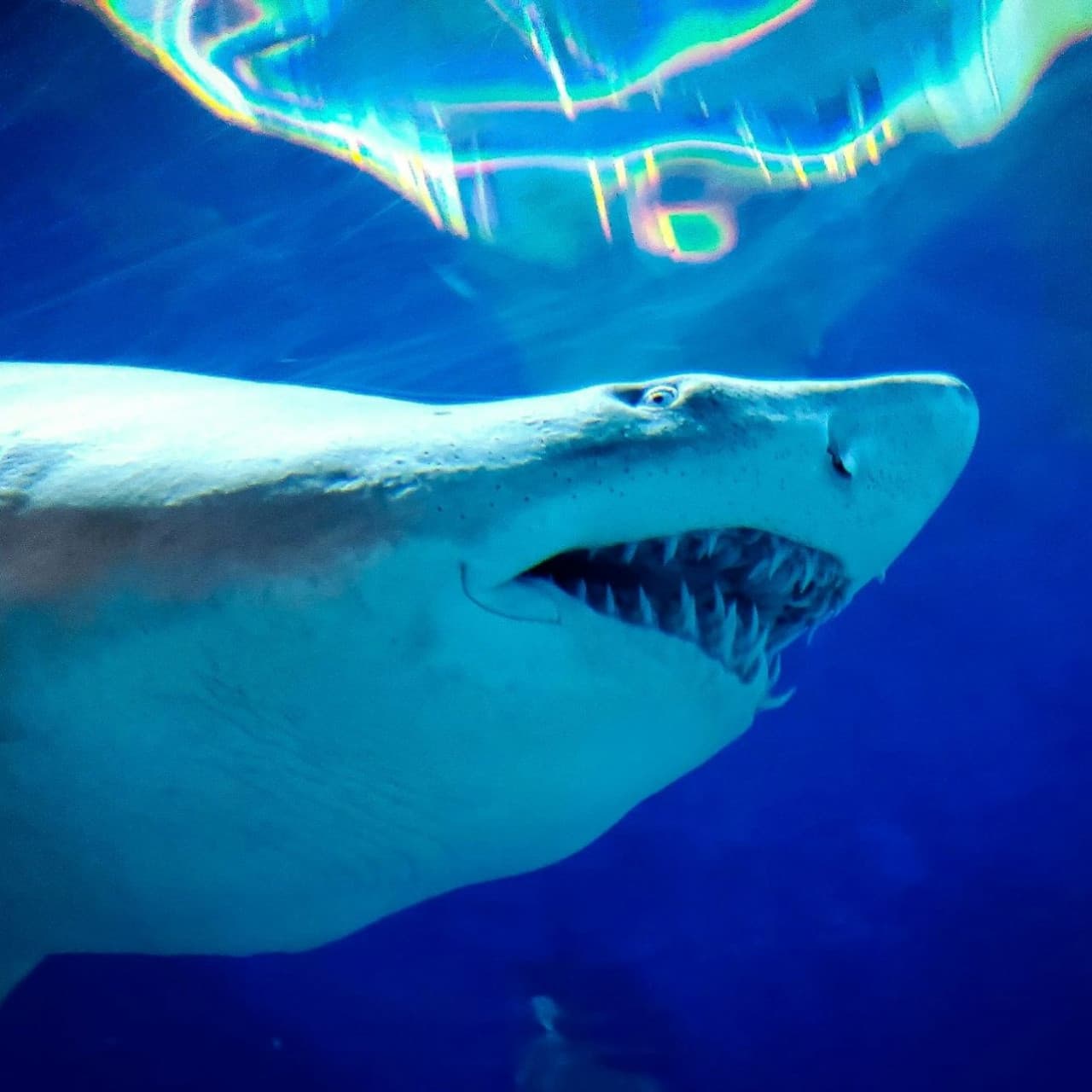 Downtown Aquarium Denver Ticket - تصویر 5