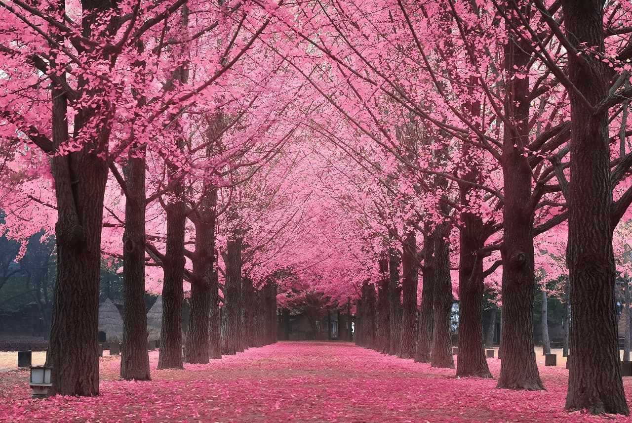 Nami Island, Petite France, Italian Village, and Gangchon Rail Bike Tour from Seoul - تصویر 4