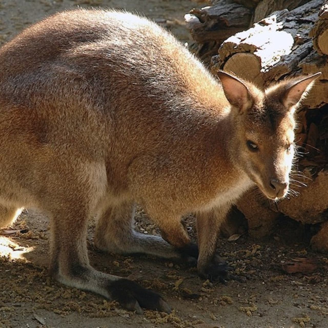 Bioparco: The Zoo of Rome - تصویر 12