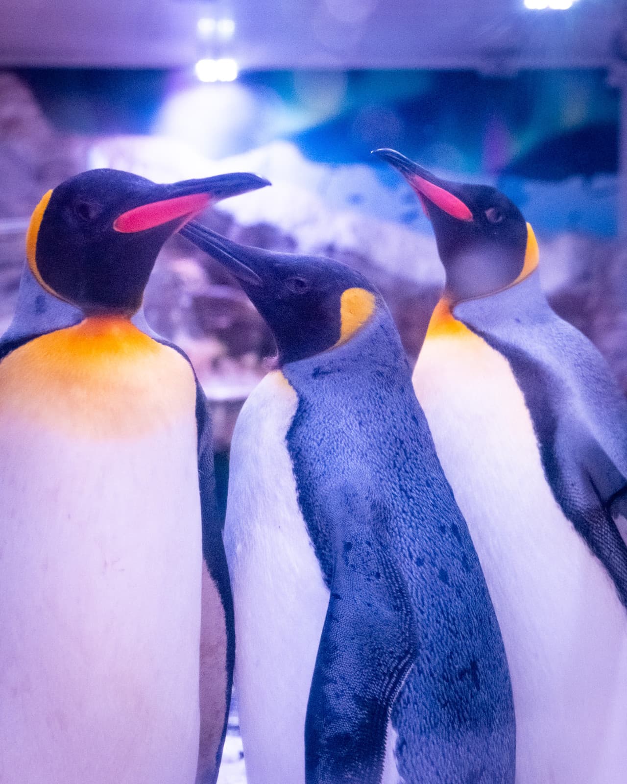 SEA LIFE Paris Aquarium Ticket - تصویر 2