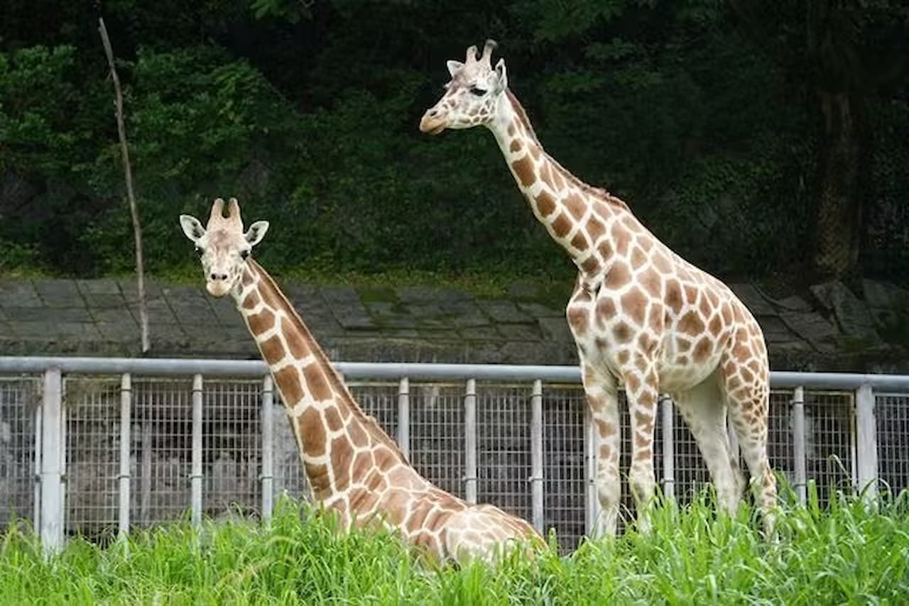 Nagoya-City Higashiyama Zoo and Botanical Gardens - تصویر 2