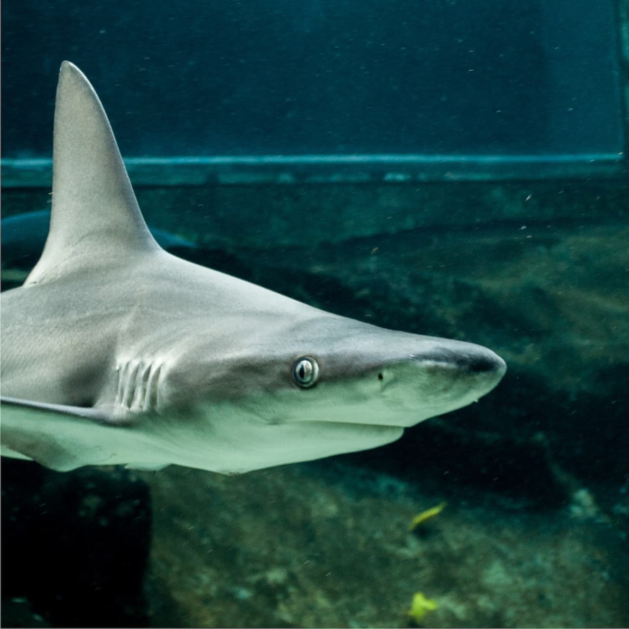 Sea Life Park Hawaii - تصویر 3
