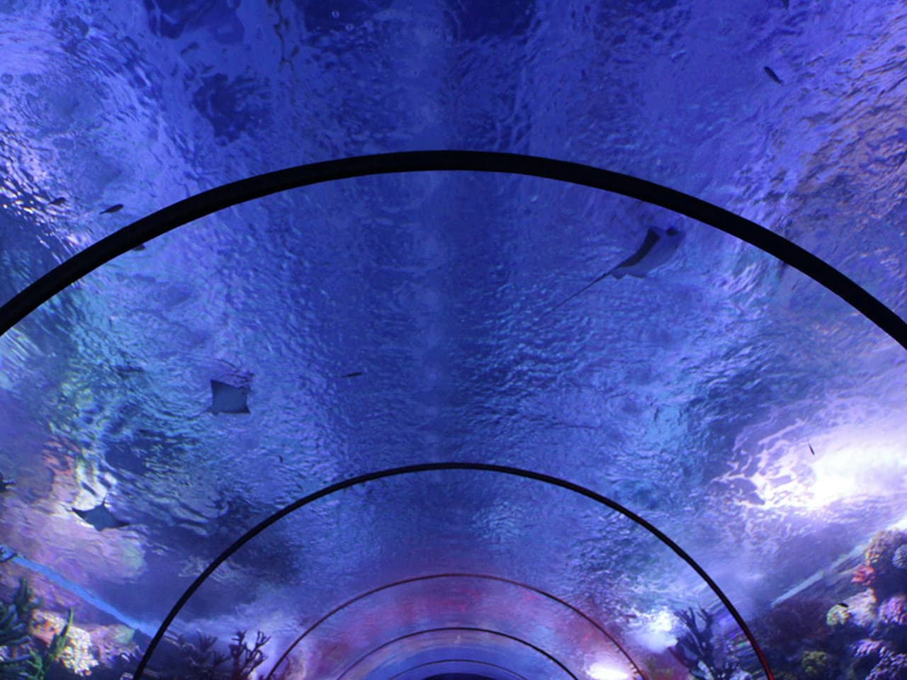 Antalya Aquarium and Face 2 Face Wax Museum Ticket - تصویر 5