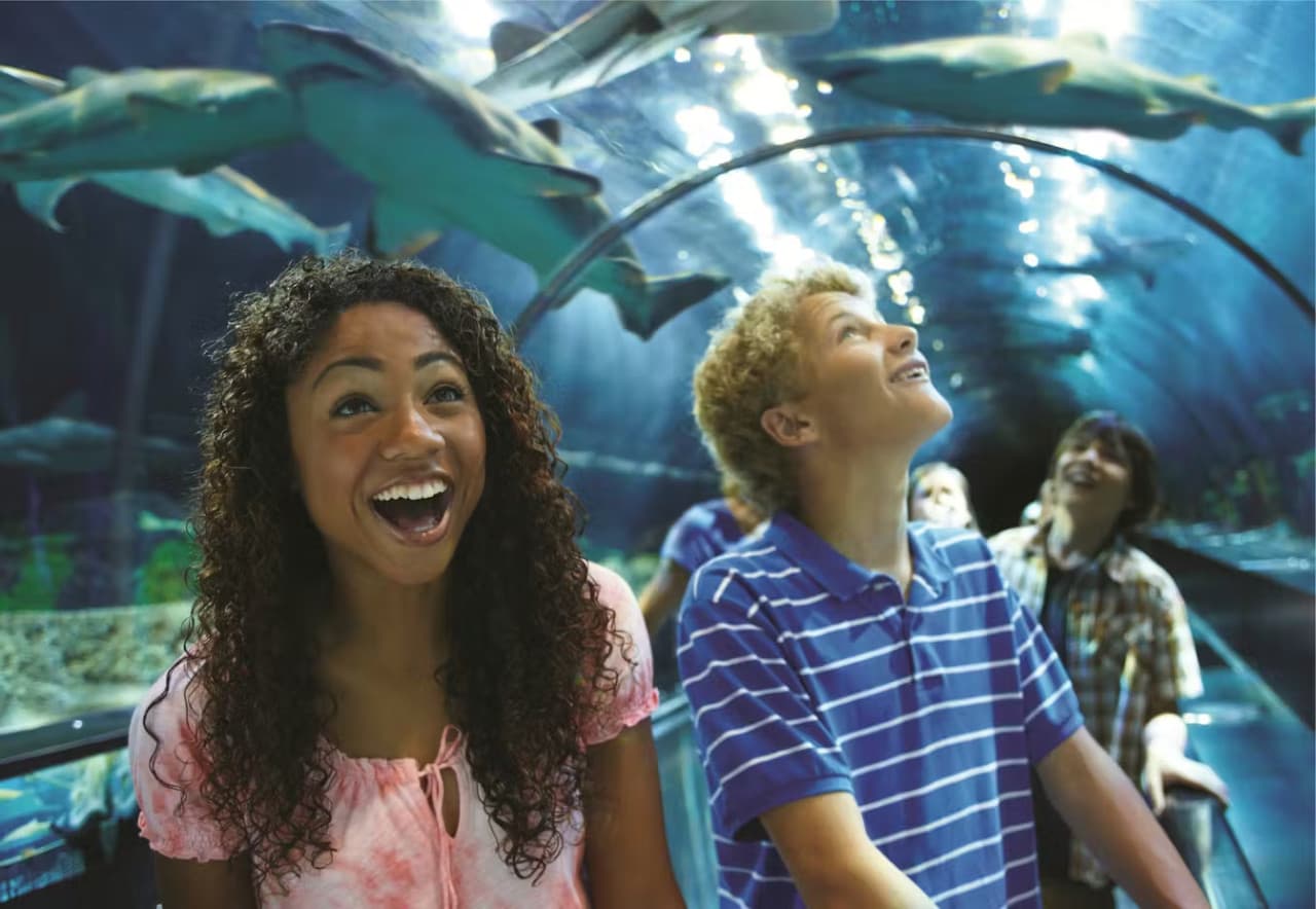 SeaWorld Orlando Ticket: Direct Entry + Optional All-Day Dining Deal + Multi-Park Discount Ticket - تصویر 17