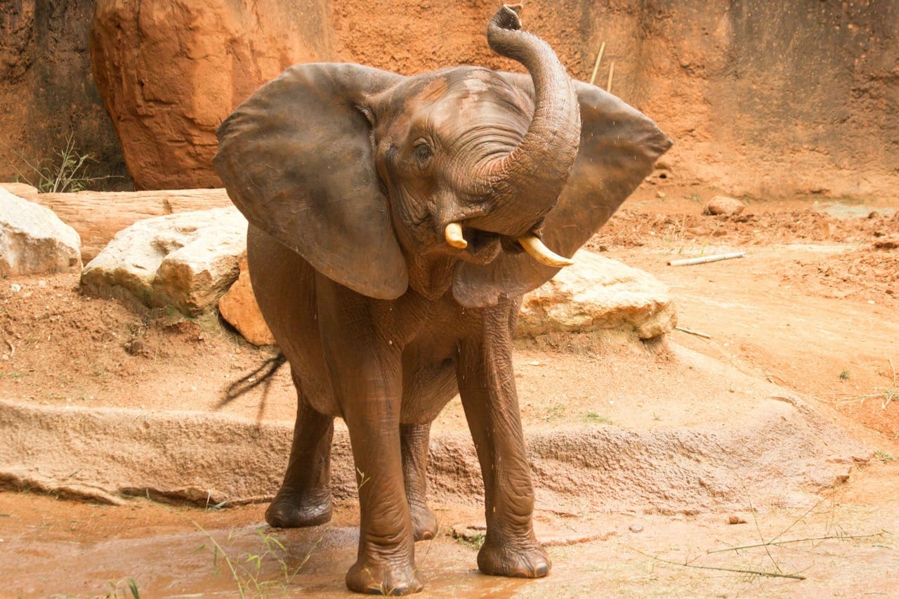 Zoo Atlanta Entry Ticket - تصویر اصلی