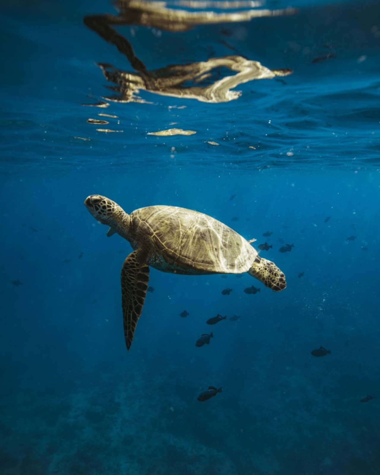 Waikiki Private Catamaran Cruise - تصویر 7