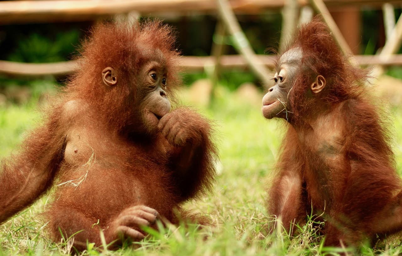 Lombok Wildlife Park: Intimate Wildlife Experience - تصویر 3