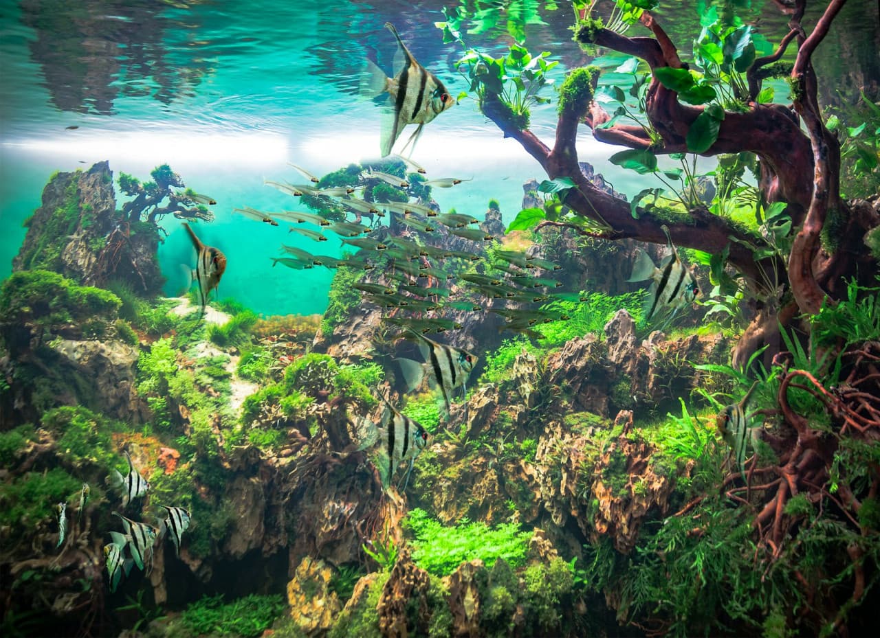 Loro Parque Ticket - تصویر 5