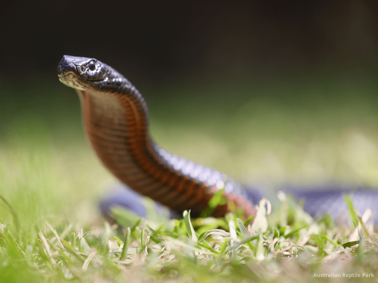 Australian Reptile Park - تصویر 35