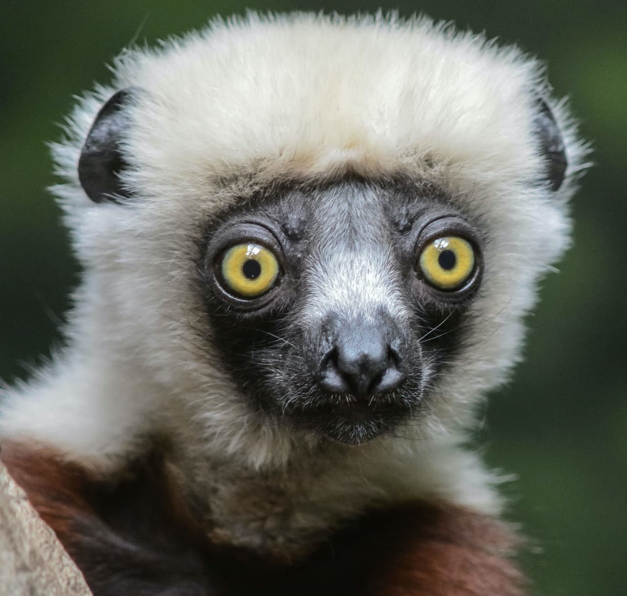 Bronx Zoo - تصویر 5