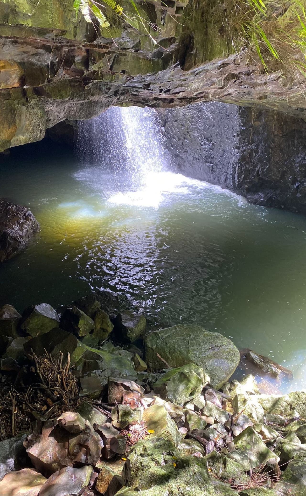 Springbrook National Park Tour: Natural Bridge and Waterfalls - تصویر 13
