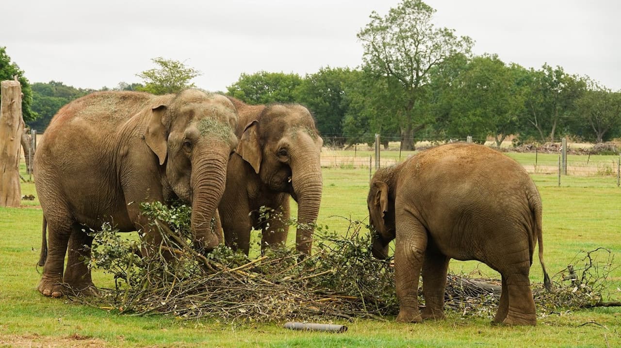 ZSL Whipsnade Zoo - تصویر 4