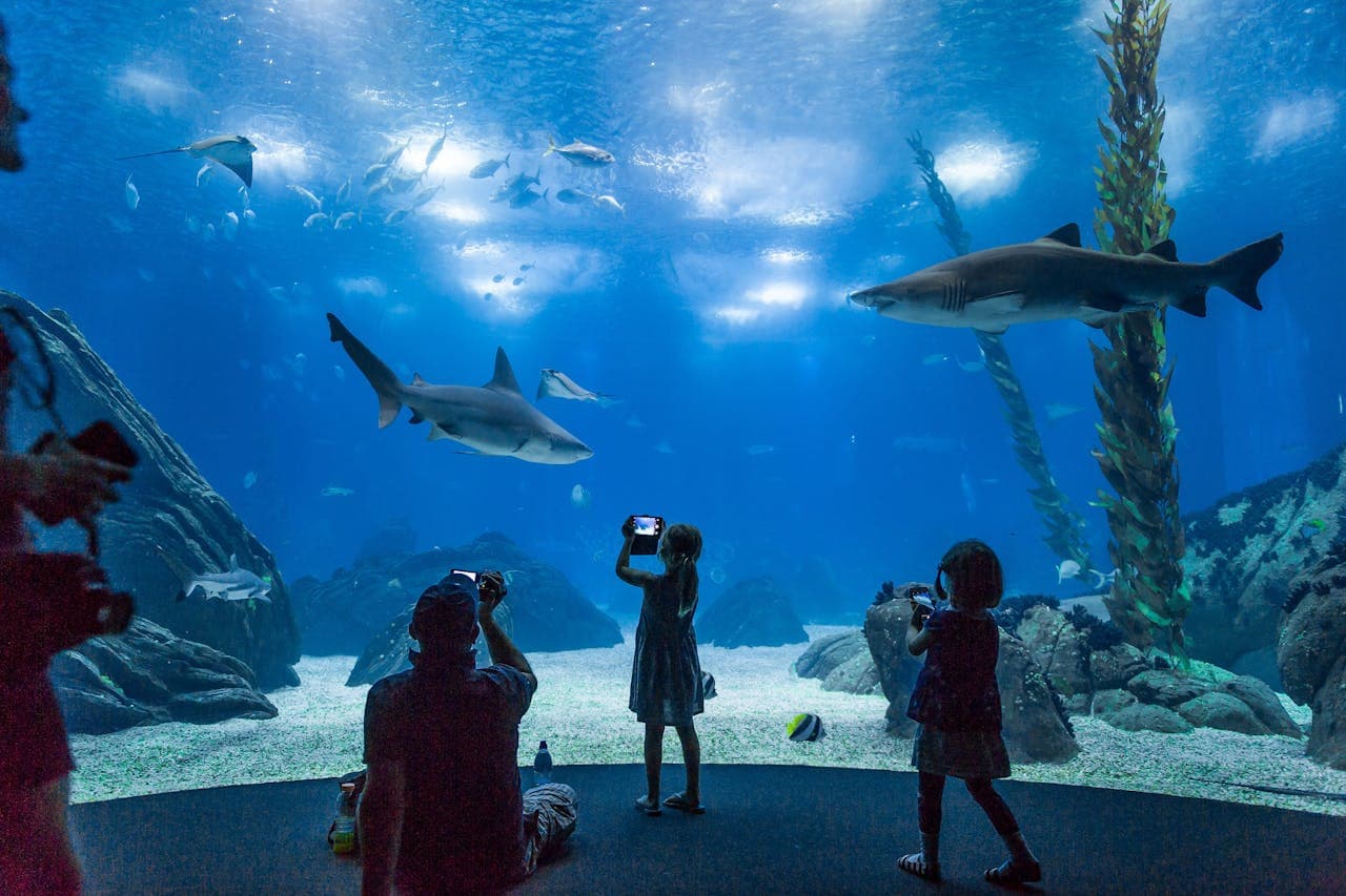 Oceanário de Lisboa Ticket - تصویر 7