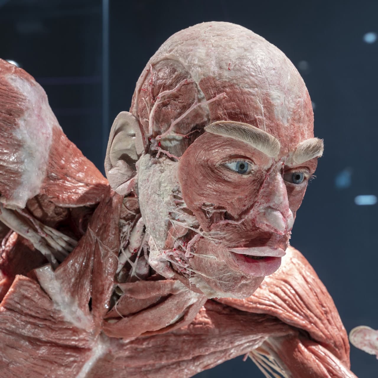 BODY WORLDS Berlin - تصویر اصلی