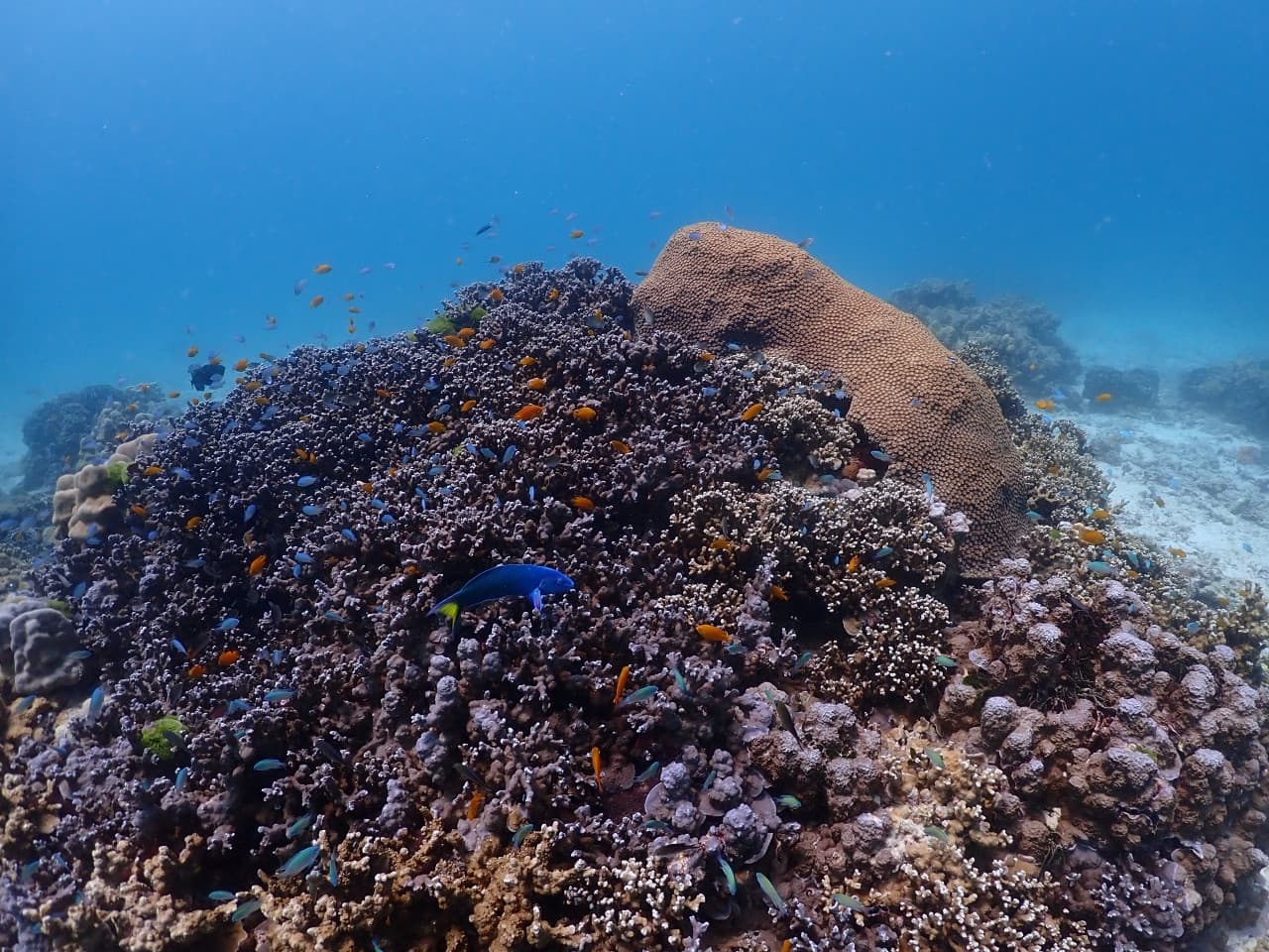 Raya Noi, Raya Yai, and Maiton Island Snorkelling Tour from Phuket - تصویر 12