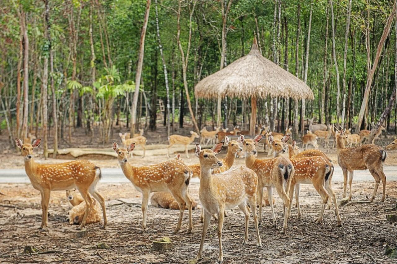 Vinpearl Safari Phu Quoc Ticket - تصویر 9