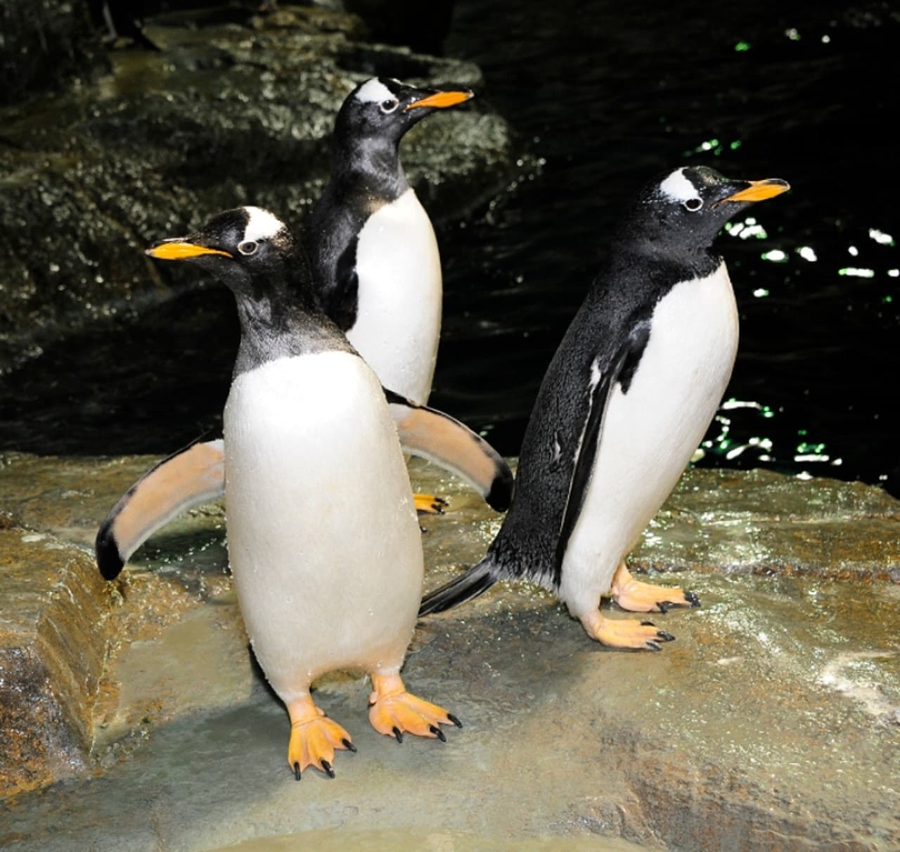 Central Park Zoo - تصویر 3