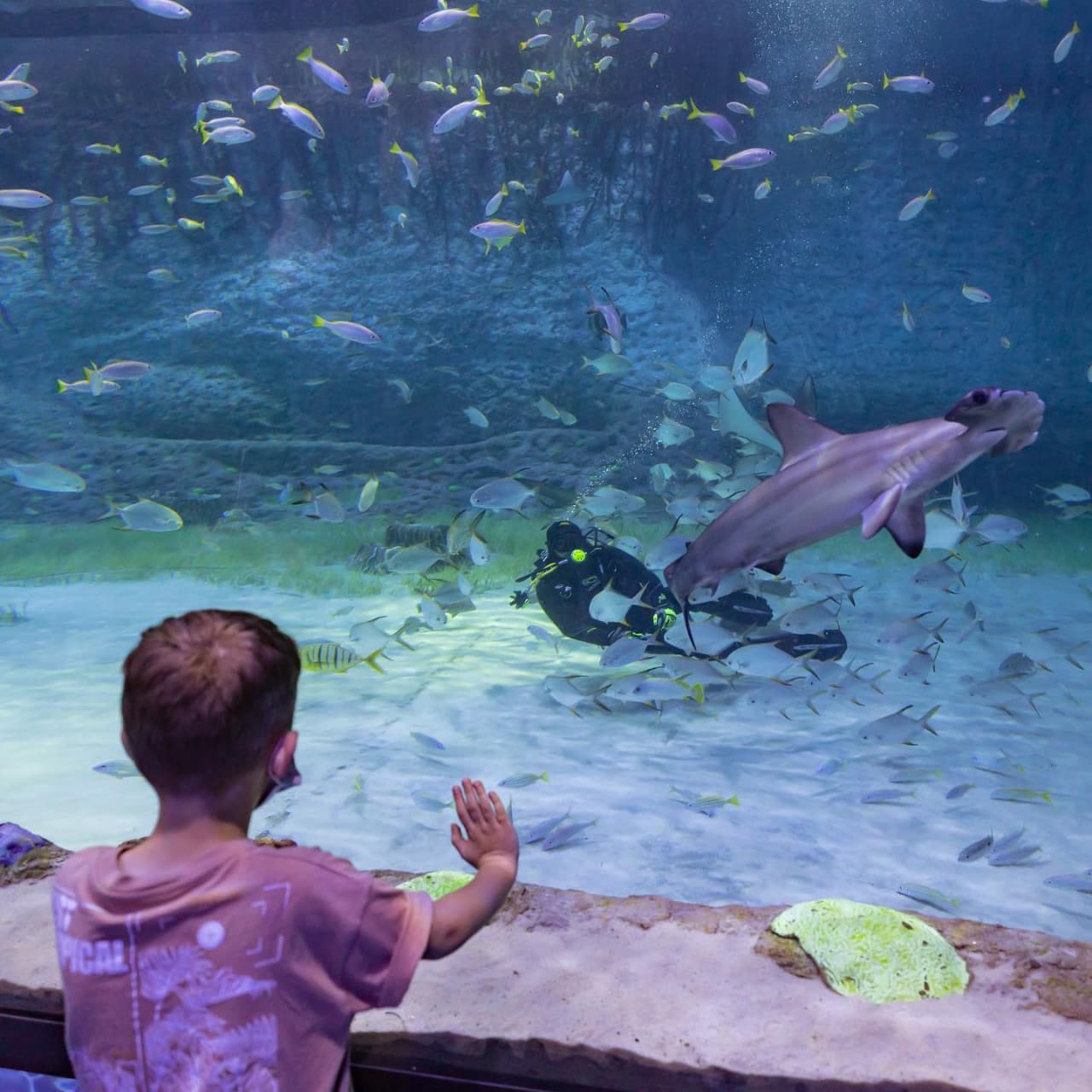 The National Aquarium Abu Dhabi Ticket - تصویر 16