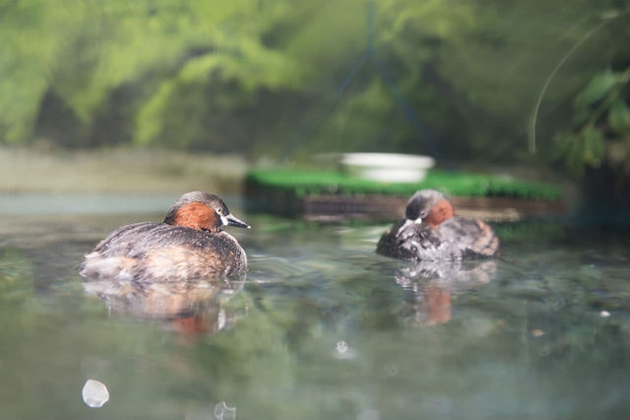 Salmon Hometown Chitose Aquarium Ticket - تصویر 5