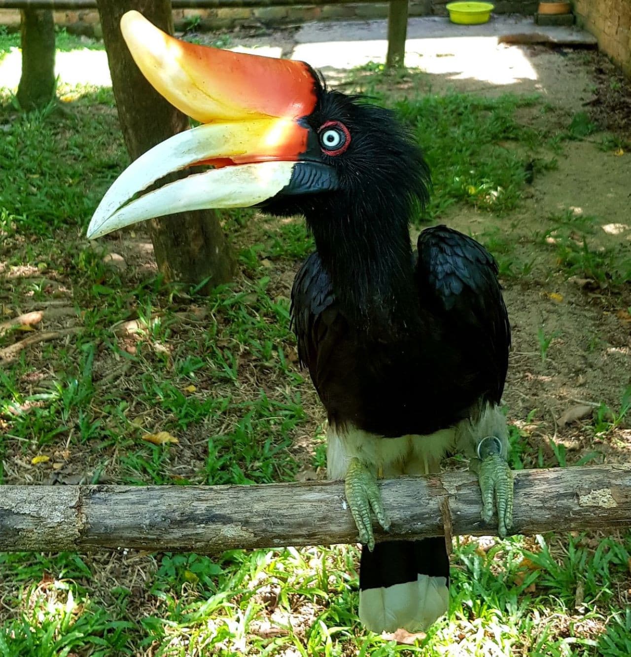 Penang Bird Park - تصویر 4