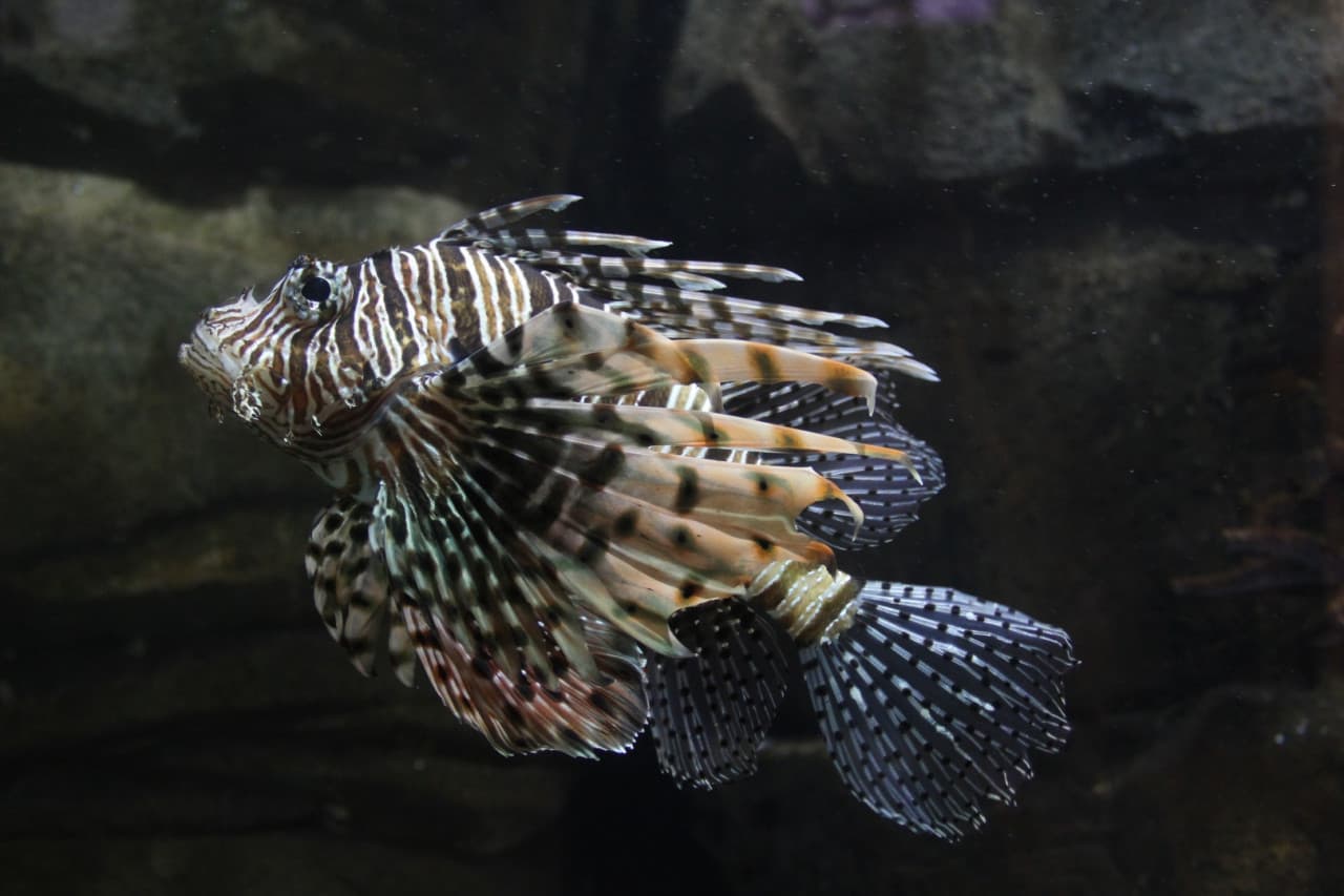 Underwater World Langkawi Ticket - تصویر 14