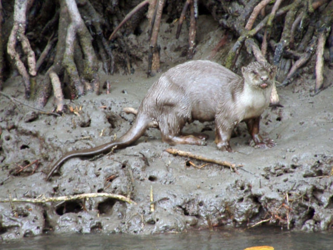 Langkawi Mangrove River Cruise and Snorkeling - تصویر 7
