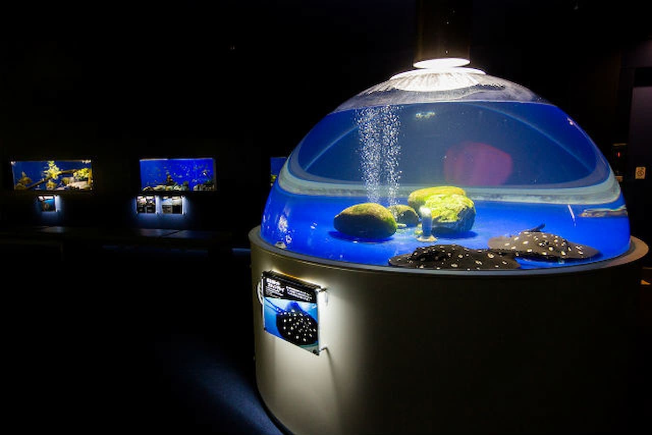 Salmon Hometown Chitose Aquarium Ticket - تصویر 10