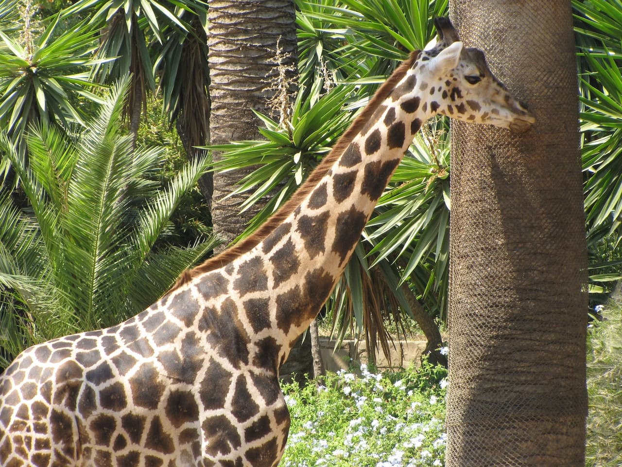 Barcelona Zoo - تصویر 6