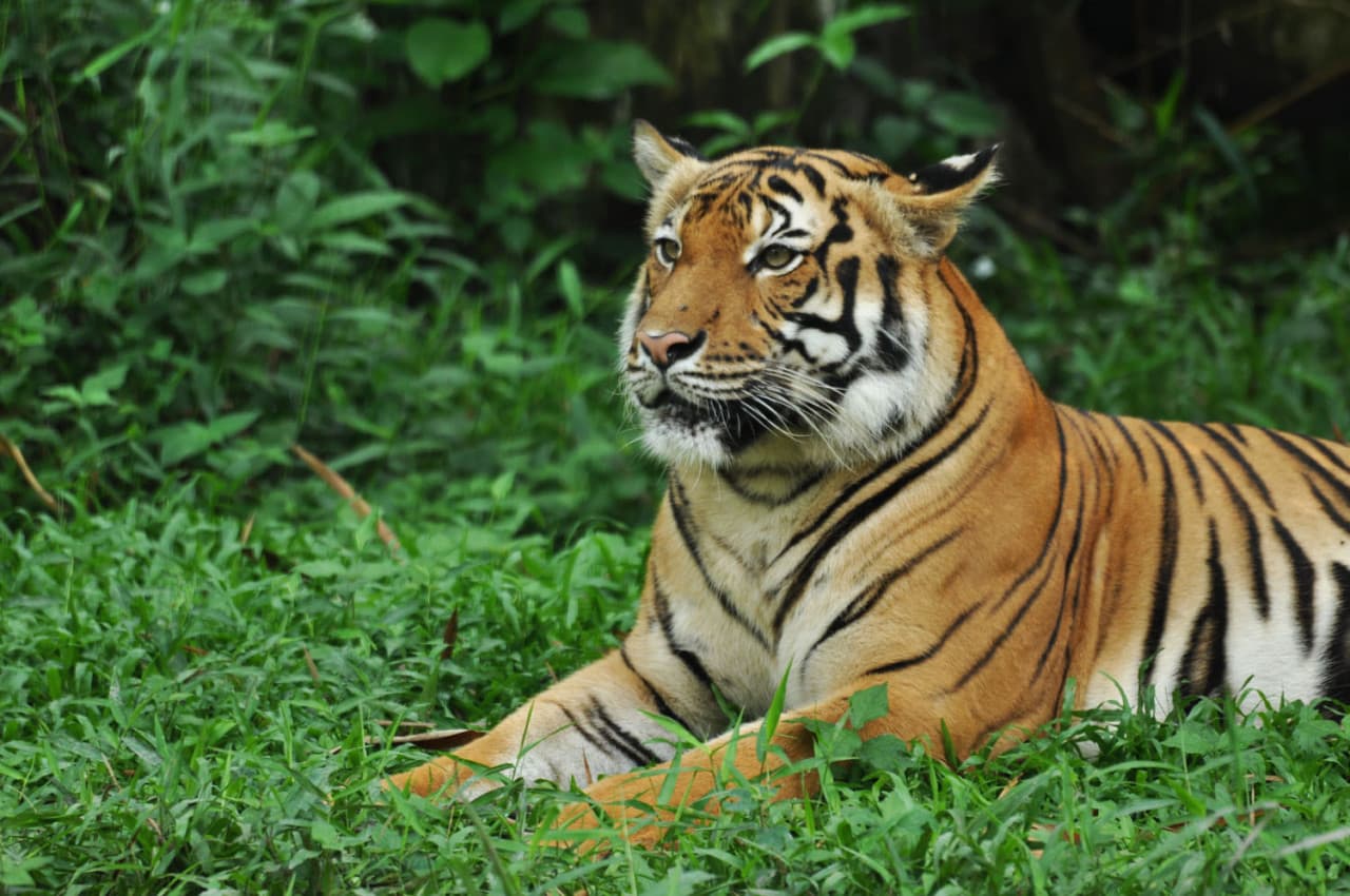 Zoo Negara Malaysia & Panda Conservation Centre Ticket - تصویر 2