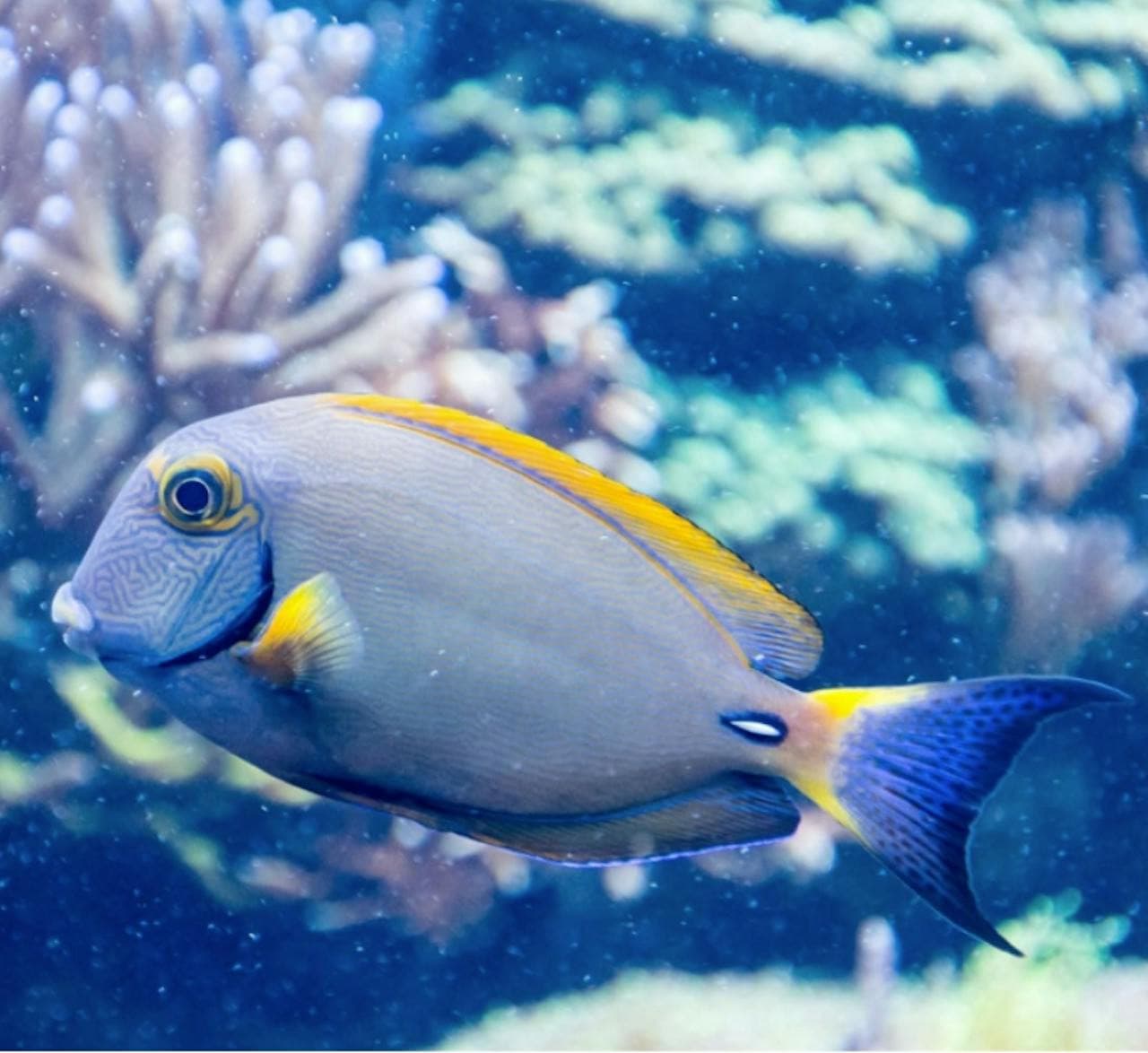 SEA LIFE New Jersey Aquarium Ticket - تصویر 6