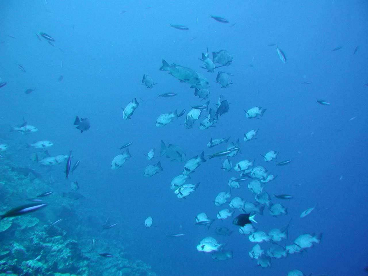 Okinawa Glass Bottom Boat Tour - تصویر 3