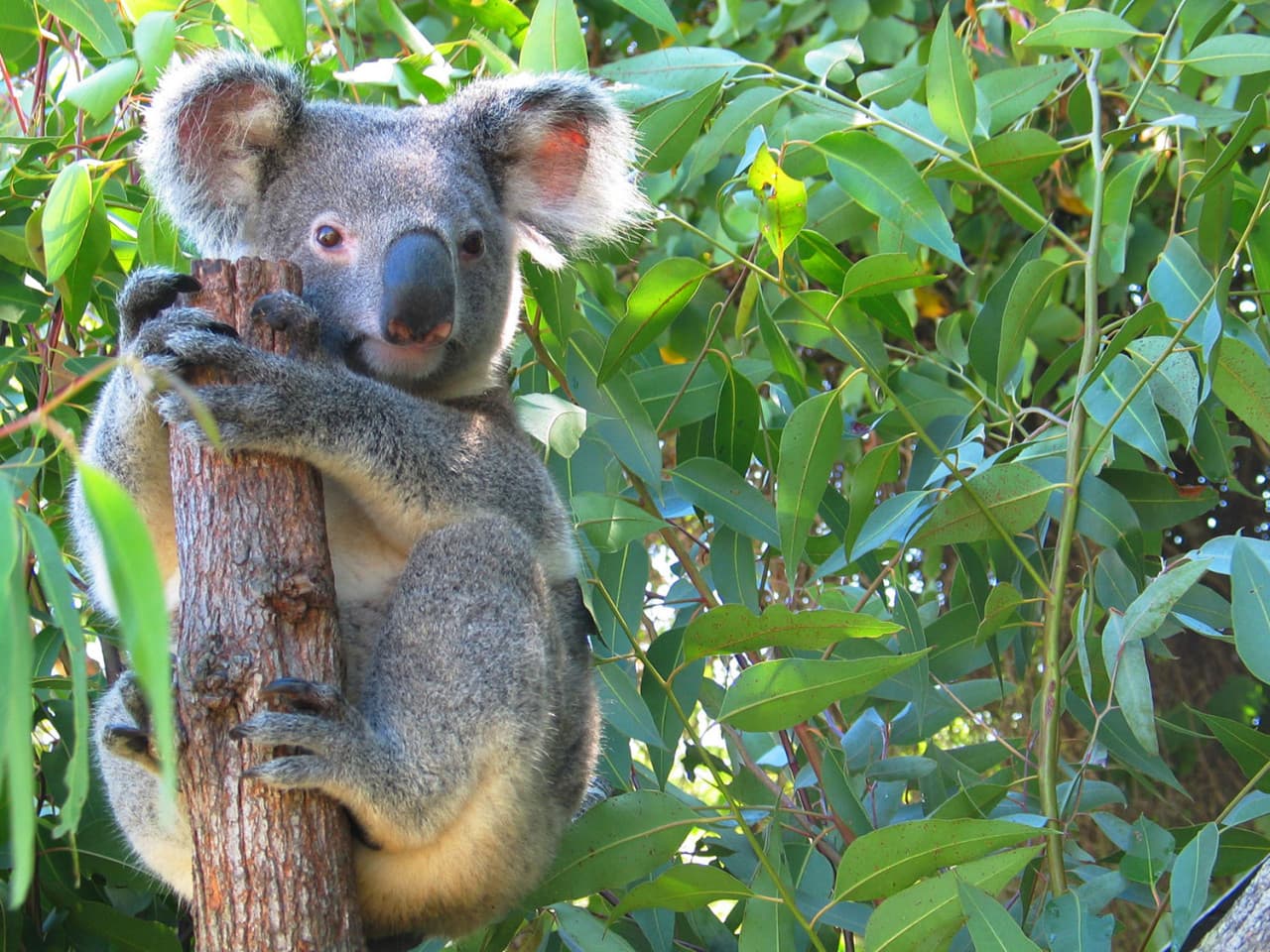 Cape Tribulation and Daintree Wilderness Full-Day Tour - تصویر 4