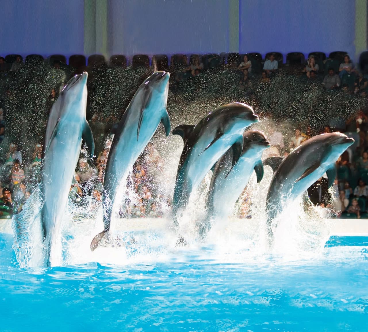 COMBO: Dubai Dolphinarium + Dubai Crocodile Park Tickets - تصویر 2