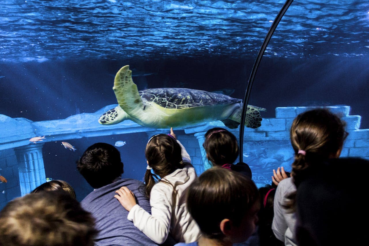 SEA LIFE Porto Ticket - تصویر 4