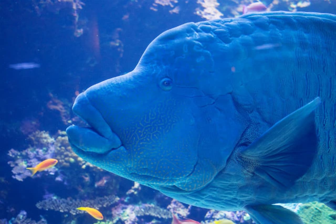 Oita Marine Palace Aquarium Umitamago Ticket - تصویر 4